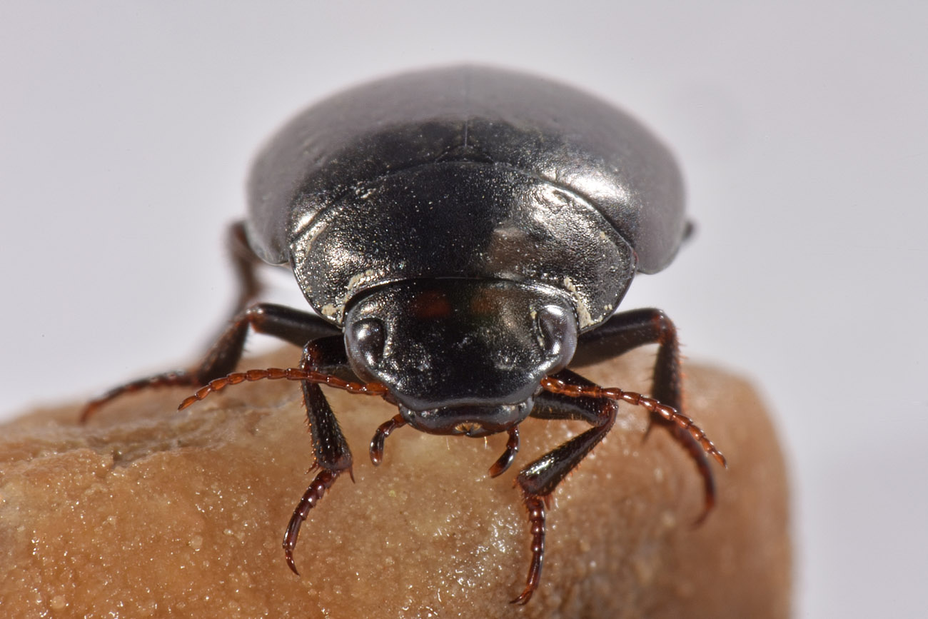 Dytiscidae: Agabus guttatus? S, in compagnia di Laccobius sp. (Hydrophilidae) !